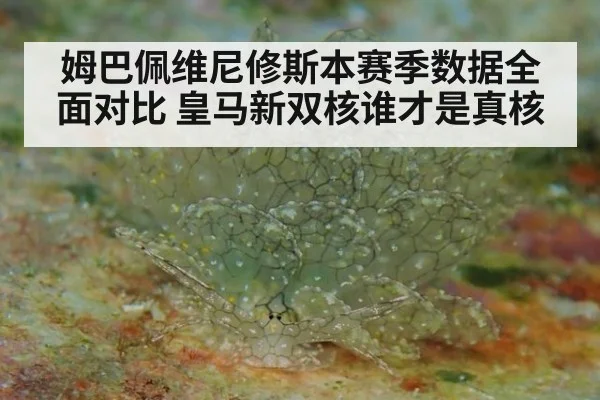 姆巴佩维尼修斯本赛季数据全面对比 皇马新双核谁才是真核